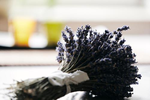 a close up of a bunch of purple flowers at Rooms & Restaurant Ostarija in Dolenjske Toplice