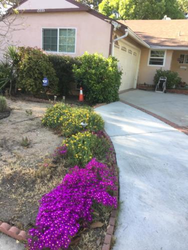 a house with purple flowers in a yard at Sunshine L.A in Van Nuys