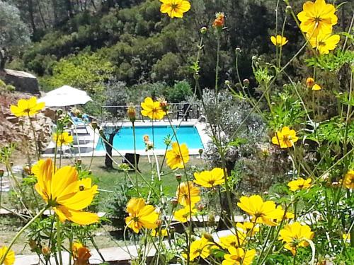 a garden with yellow flowers and a swimming pool at Casas do Couratão in Malhadas da Serra