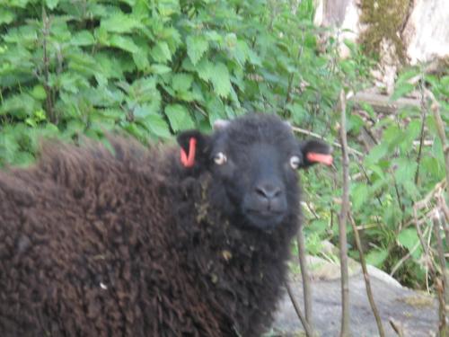 a black sheep with red tags in its ear at Broadlea of Robgill Country Cottage Accommodation in Ecclefechan