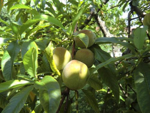 a bunch of green fruit growing on a tree at Haus Marija M in Badenweiler