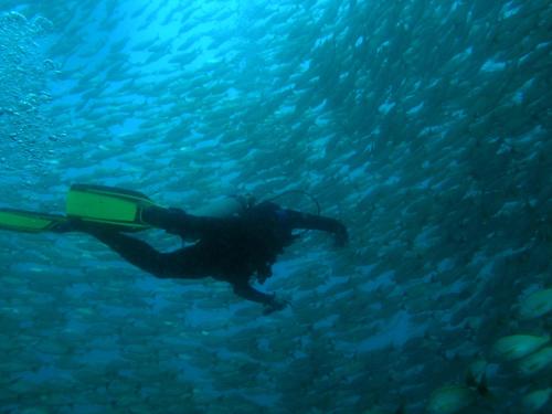 a person swimming in the water near a school of fish at Hotel Jinetes de Osa in Drake