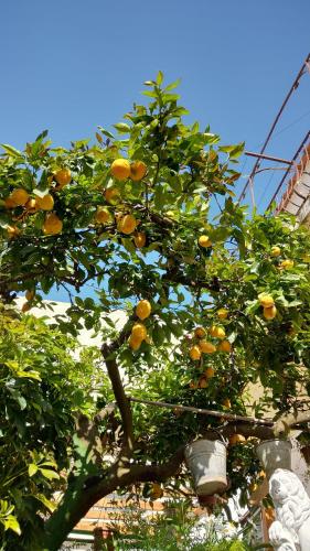 an orange tree with oranges on it at Appartamento La Follicara in Anacapri