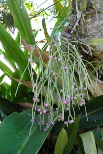 a bunch of purple flowers on a plant at Rinconcito Verde in Ujarrás