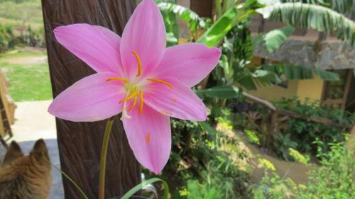 a pink flower is next to a wooden pole at Rinconcito Verde in Ujarrás