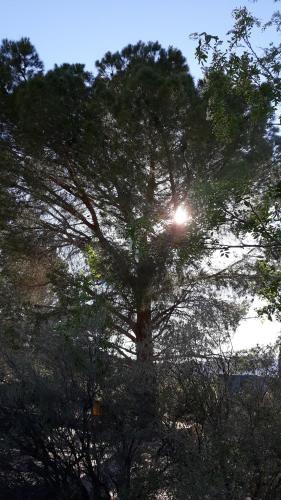 a pine tree with the sun shining through it at Kokopelli's Hideaway in Julian