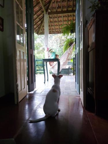 a white cat sitting on the floor in a hallway at Refúgio Pasárgada Guest House in Mairiporã