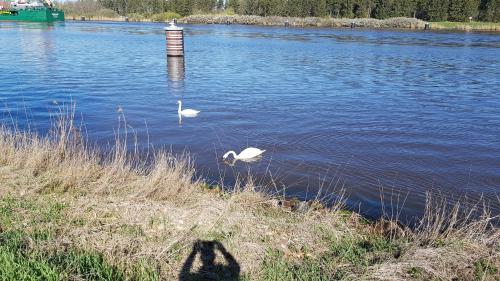 two white swans swimming in a lake with a lighthouse at Ferienwohnung mit wunderschönem Blick auf den Nord-Ostsee-Kanal in Breiholz
