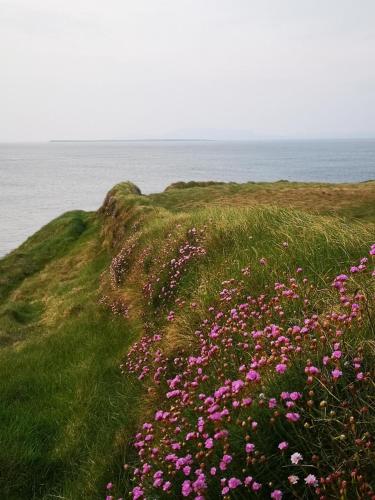 a field of pink flowers on a hill next to the ocean at Ocean Heights B&B in Lissadell