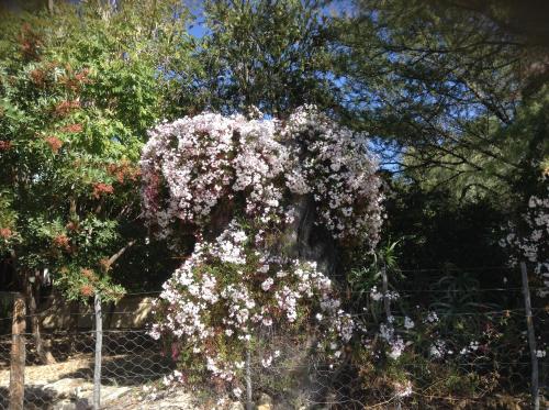 En have udenfor LAVENDERS COTTAGE