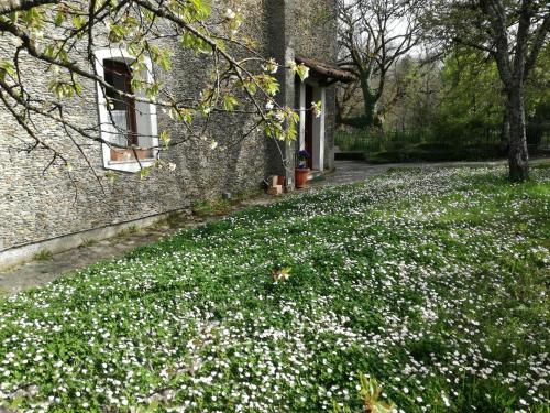 a field of white flowers in front of a building at Casa nel verde in Decollatura