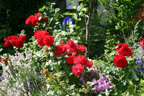a garden filled with red roses and other flowers at Alpengasthof Moser in Karchau