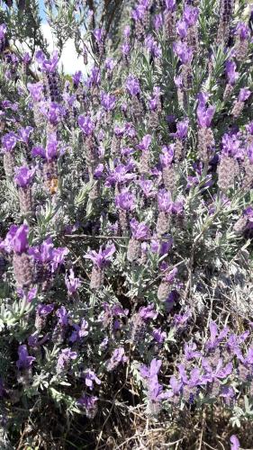 Aliso' – Photos 3