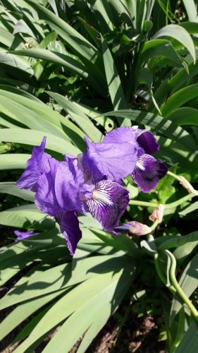 Aliso' – Photos 4