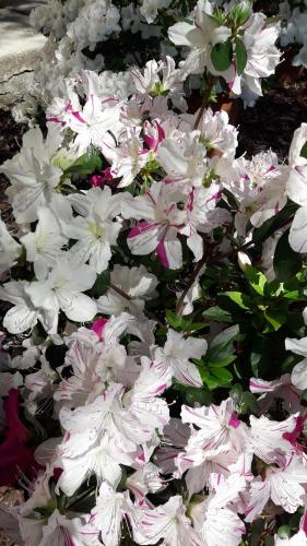 Aliso' – Photos 5