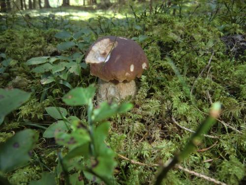 a mushroom on a stump in the woods at Alpengasthof Moser in Karchau
