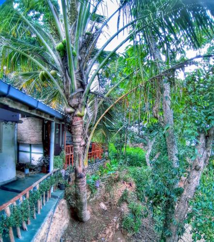 a palm tree in front of a house at Cozy Homestay Waterfall Road Ella in Ella
