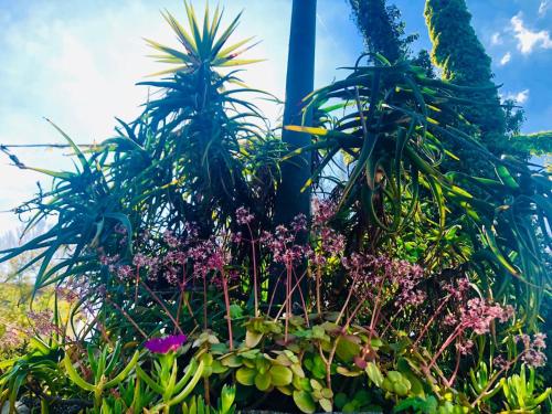 a display of plants and flowers in a garden at Hotel Bellavista in San Bartolomeo al Mare