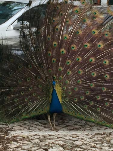 a peacock with its feathers out on the ground at Paradise Suites in Carcavelos