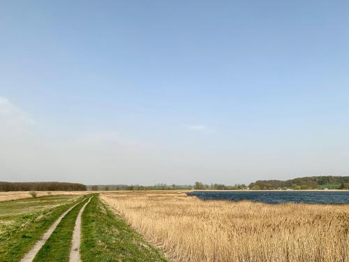 a field of tall grass next to a body of water at Appartementanlage Lancken-Granitz in Lancken-Granitz