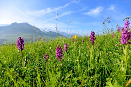 a field of purple flowers in the grass at Hotel Alpen Roc in La Clusaz
