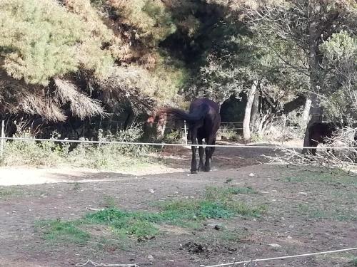 a black horse standing on a dirt road at Mattei Domus in Lesina