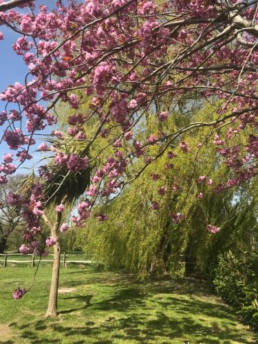 a tree with pink flowers on it in a field at Bell Lodge in Chichester