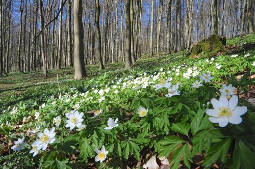a field of white flowers in the woods at Landhotel Brauner Hirsch in Kammerforst