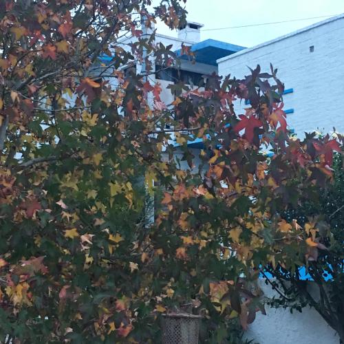 a tree with colorful leaves in front of a house at Visión ESCAPE Piriápolis in Piriápolis