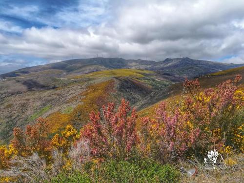 a view of a hill with colorful trees on it at Casa Celeste in Castro Daire