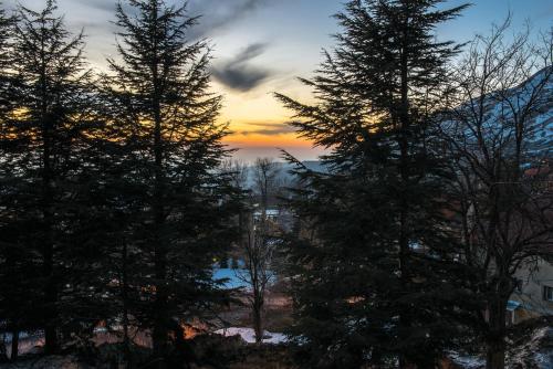 a group of trees with a sunset in the background at La Maison des Cèdres in Al Arz