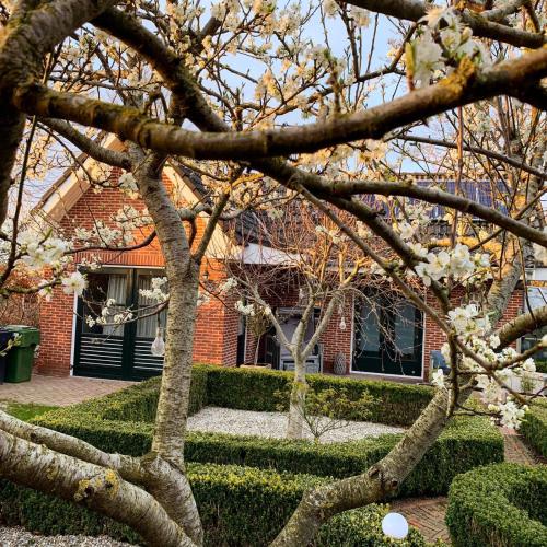 a tree with white flowers in front of a house at De Strandkorf in Roodeschool
