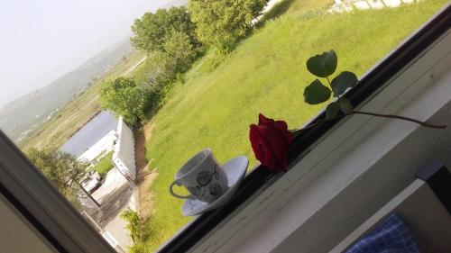 a window sill with a plant and two dishes on it at Montebello Inn apartments in Ulcinj