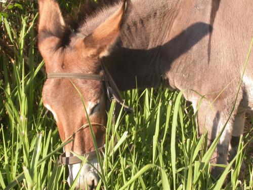 a brown horse eating grass in a field at La rosa dei venti in Procida