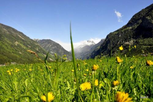 a field of yellow flowers with mountains in the background at Ferienwohnungen Pflüglhof in Malta