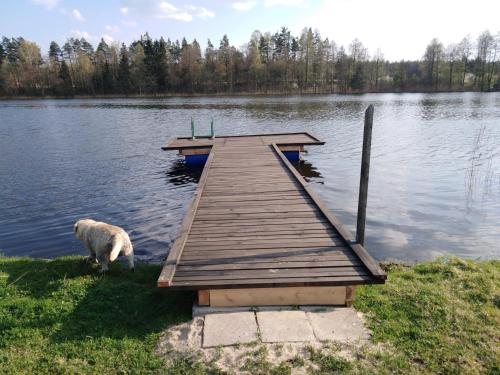 a dog standing next to a dock on a lake at Kamienny Gościniec in Kopanica