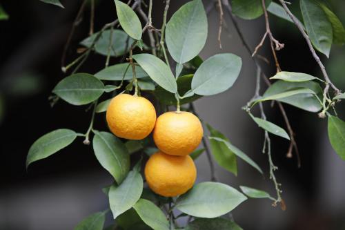 a group of oranges hanging from a tree at Riad Daria Suites & Spa in Marrakech