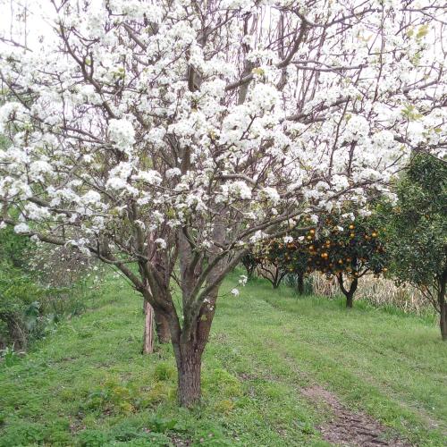 a tree with white flowers on it in a field at Hosteria Atelier in Tigre
