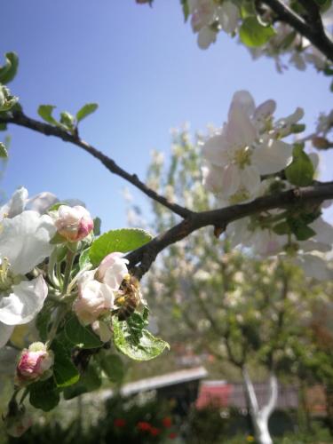 a bee on a tree branch with white flowers at Paradise garden in Sarajevo