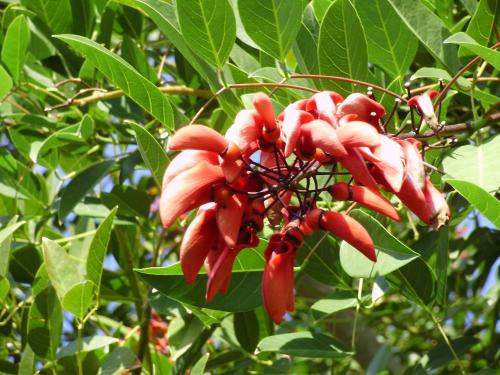 a bunch of red flowers on a tree at Cruccùris Resort - Adults Only in Villasimius