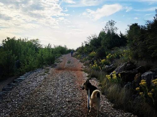 a dog walking down a gravel road at Apartmani Spomenka in Seline