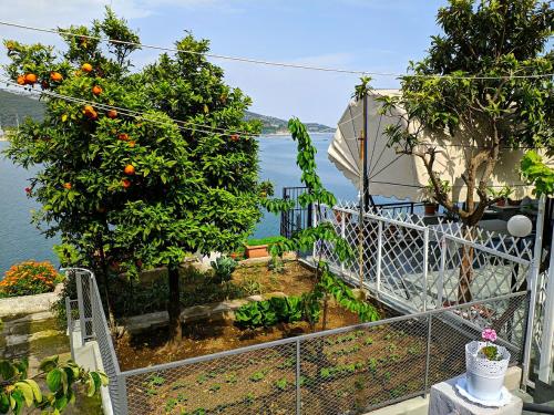 a balcony with an orange tree and a fence at Sailor's Delight in Kavala