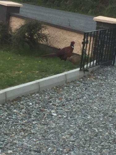 a chicken sitting in the grass next to a gate at Foyleview Cottage, Moville in Moville