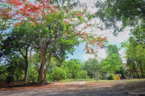 a tree with red leaves in a park at Promma Farm Resort in Ban Tat Ton (1)