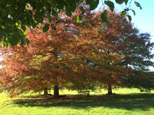 a park with a bench under two trees at Het Zwaantje in Londerzeel