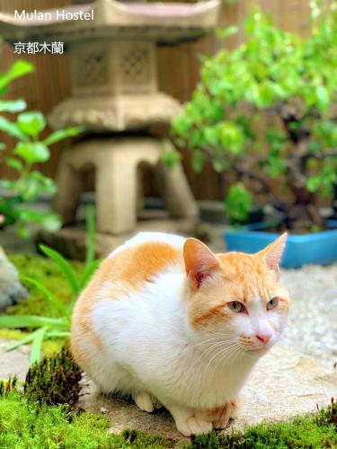 an orange and white cat sitting in the grass at Mulan Hostel in Kyoto
