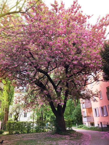 a flowering tree with pink flowers in front of a building at Hotel Mariahilf München in Munich