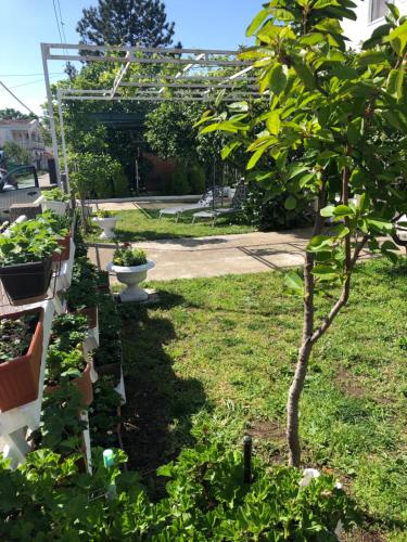a garden with a small tree and some plants at Apartments Mia Patria in Ulcinj