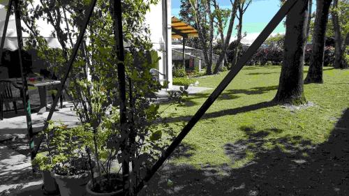 a group of plants in pots in a yard at Ducathotel in Torrile