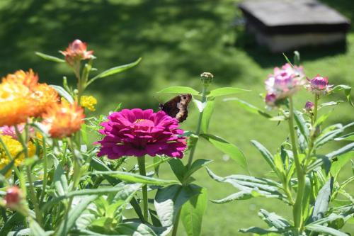 a butterfly sitting on top of a purple flower at hotel lo sciatore in Cotronei
